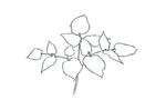 Kelly_woodland plant